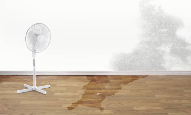 Best Water damage contractors near me  in Arlington Heights, WA